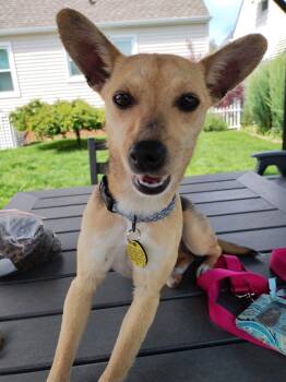 Minnie -  Chihuahua and Terrier Dog for Adoption in North Olmsted, Ohio - Minnie | PetCurious