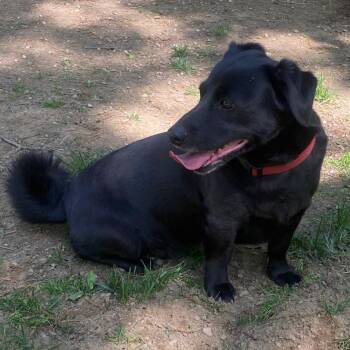 Remy -  Labrador Retriever and Dachshund Dog for Adoption in Farmington, Connecticut - Remy | PetCurious
