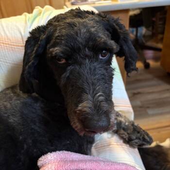 Boaz -  Standard Poodle Dog for Adoption in Columbia, Missouri - Boaz | PetCurious