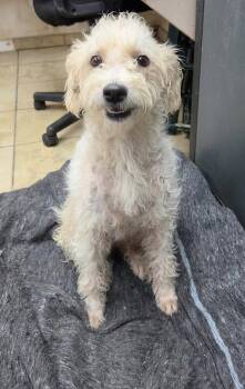 Loretta -  Poodle Dog for Adoption in El Centro, California - Loretta | PetCurious