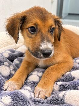 Zoey -  Australian Cattle Dog Blue Heeler and Border Collie Dog for Adoption in Kemp, Texas - Zoey | PetCurious
