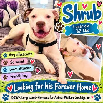 SHRUB -  American Staffordshire Terrier Dog for Adoption in Huntington, New York - SHRUB | PetCurious