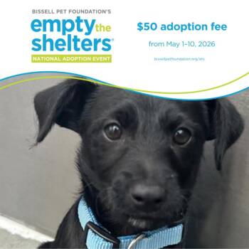Doberman Pinscher and Schnauzer Dogs Available for Adoption in Santa Cruz, California - LEMMY* | PetCurious