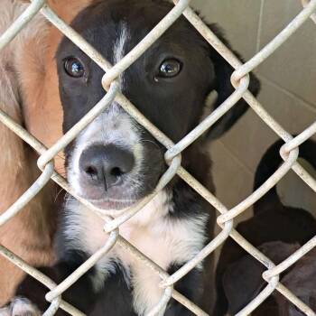 Sophia -  Mixed Breed Dog for Adoption in Valley, Alabama - Sophia | PetCurious