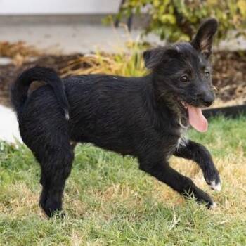 Harper -  Border Collie Dog for Adoption in Pflugerville, Texas - Harper | PetCurious