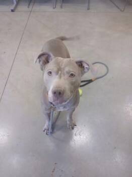 Mixed Breed Dogs Available for Adoption - Noodles | PetCurious