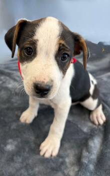 German Shepherd Dog and American Staffordshire Terrier Dogs Available for Adoption - Goldie | PetCurious