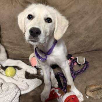 Great Pyrenees Dogs Available for Adoption - Sweet Cream | PetCurious