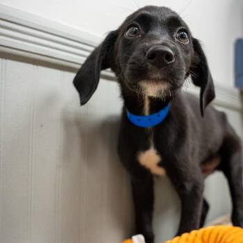 Rabbit -  Labrador Retriever and Australian Cattle Dog Blue Heeler Dog for Adoption in Pawling, New York - Rabbit | PetCurious
