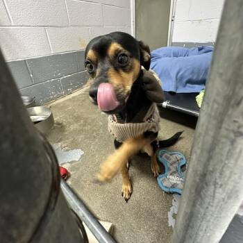 Jack -  Miniature Pinscher Dog for Adoption in Columbus, North Carolina - Jack | PetCurious
