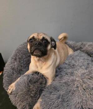 Paisley -  Pug and Puggle Dog for Adoption in Manvel, Texas - Paisley | PetCurious