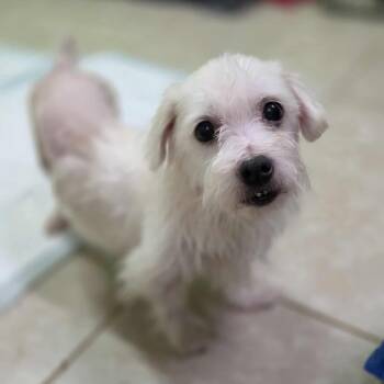 Rescue Shih Tzu Dogs for Adoption in Jackson, Missouri - Yeti | PetCurious