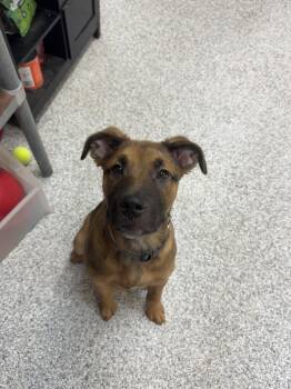 German Shepherd Dog Dogs Available for Adoption - Murphy  | PetCurious