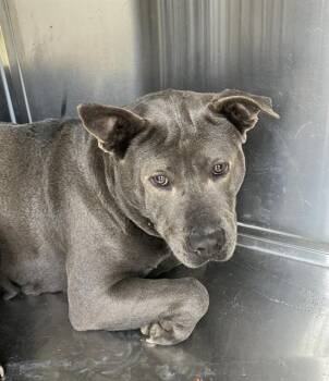 Mixed Breed Dogs Available for Adoption - EVE | PetCurious