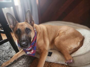Rescue German Shepherd Dog Dogs for Adoption in Hayward, California - Aura | PetCurious