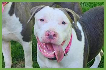 American Staffordshire Terrier and American Bully Dogs Available for Adoption in Amherst, Massachusetts - Ellie | PetCurious