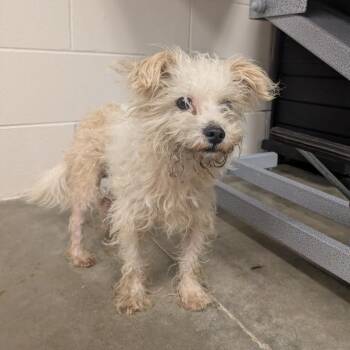 Mixed Breed Dogs Available for Adoption in Manhattan, Kansas - Sir Scrungles | PetCurious