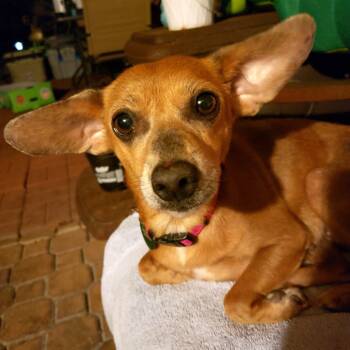 Rescue Chihuahua and Dachshund Dogs for Adoption in New Orleans, Louisiana - MiMi | PetCurious
