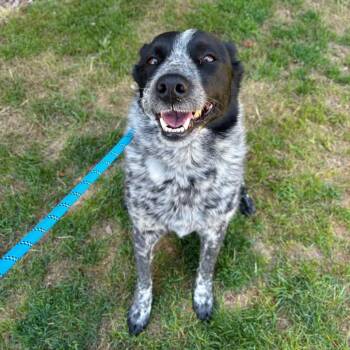 Dawn -  Australian Cattle Dog Blue Heeler and Australian Shepherd Dog Available for Adoption in Great Falls, Montana - Dawn | PetCurious