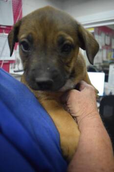 American Bulldog and Mixed Breed Dogs Available for Adoption - Dumpling (Cina P6) | PetCurious