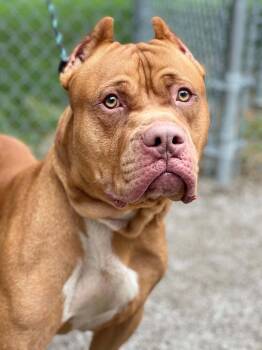 Porky -  American Bulldog Dog for Adoption in Springfield, Illinois - Porky | PetCurious