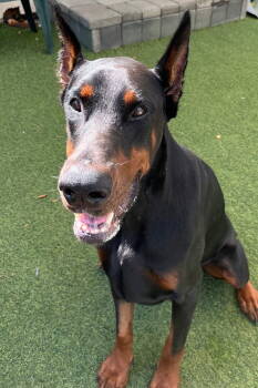 Rescue Doberman Pinscher Dogs for Adoption in Oakland Park, Florida - Pharoah 3477 | PetCurious