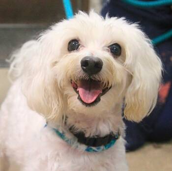 Max -  Poodle and Maltese Dog for Adoption - Max | PetCurious