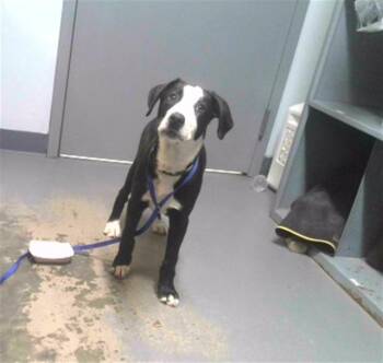 Labrador Retriever and Mixed Breed Dogs Available for Adoption - TOBY | PetCurious