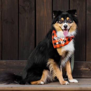 Goose -  Australian Shepherd Dog for Adoption in Winston-salem, North Carolina - Goose | PetCurious