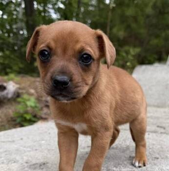 Labrador Retriever and Beagle Dogs Available for Adoption in Washington, District Of Columbia - Baby Willow | PetCurious