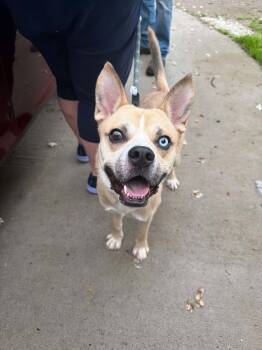 Husky Dogs Available for Adoption in Ashville, Ohio - Marley | PetCurious