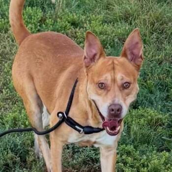 Spencer -  German Shepherd Dog Dog for Adoption in Williston, Vermont - Spencer | PetCurious