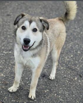 Bruce -  Husky Dog for Adoption in Woodstock, Ontario - Bruce | PetCurious