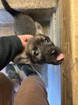 Myles Garrett -  Shepherd and Husky Dog for Adoption in Winnipeg, Manitoba - Myles Garrett | PetCurious