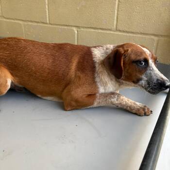 Mixed Breed Dogs Available for Adoption in Lufkin, Texas - Pumpkin Bread | PetCurious