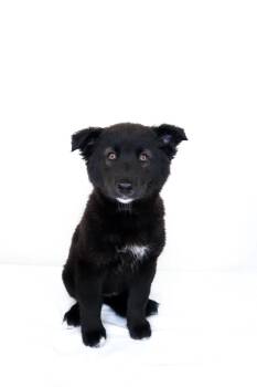 Nikita -  Shepherd Dog Available for Adoption in Bixby, Oklahoma - Nikita | PetCurious