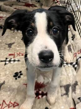 Mason -  Mixed Breed Dog for Adoption - Mason | PetCurious