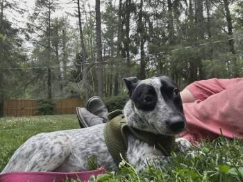 Numa -  Terrier Dog for Adoption in Candler, North Carolina - Numa | PetCurious
