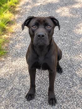 Myles -  Black Labrador Retriever Dog for Adoption in Houston, Texas - Myles | PetCurious