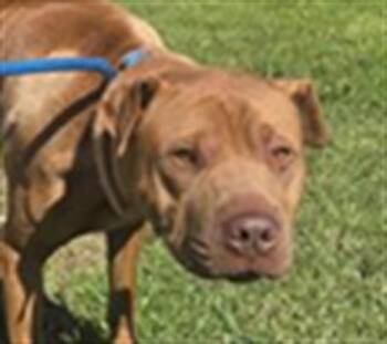 BOND -  Shar Pei and Mixed Breed Dog for Adoption in Camarillo, California - BOND | PetCurious