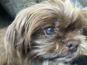 Creek -  Shih Tzu and Mixed Breed Dog for Adoption in Severance, Colorado - Creek | PetCurious