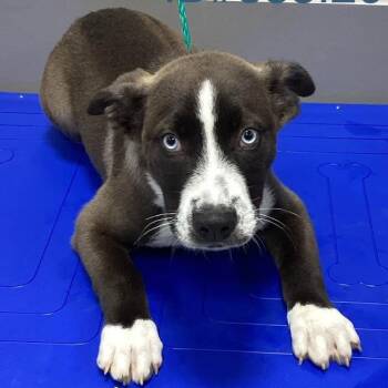 Lazaro -  American Staffordshire Terrier and Mixed Breed Dog Available for Adoption in Kerrville, Texas - Lazaro | PetCurious