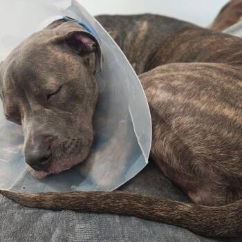 Pit Bull Terrier Dogs Available for Adoption - Theori | PetCurious