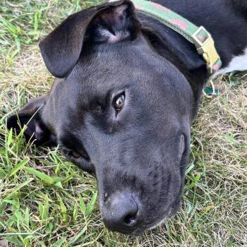 Birdie -  Mixed Breed Dog for Adoption in Kennebunk, Maine - Birdie | PetCurious