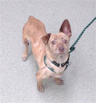 NINA -  Chihuahua and Mixed Breed Dog for Adoption in Omaha, Nebraska - NINA | PetCurious