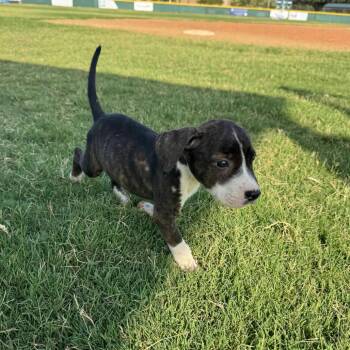 Breve -  Pit Bull Terrier and Cattle Dog Dog for Adoption in Waco, Texas - Breve | PetCurious