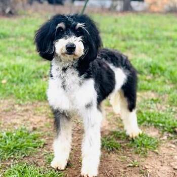 Birdie -  Bernese Mountain Dog and Miniature Poodle Dog for Adoption in Austin, Texas - Birdie | PetCurious