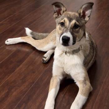 Lot AC -  Shepherd and Mixed Breed Dog for Adoption in Austin, Texas - Lot AC | PetCurious