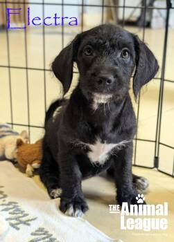 Electra -  Jack Russell Terrier and Chihuahua Dog for Adoption in Groveland, Florida - Electra | PetCurious