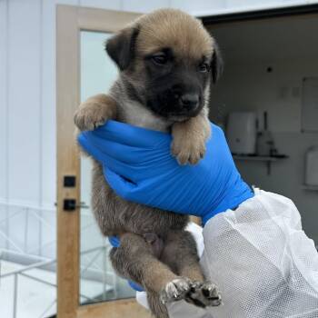 Waffle -  Shepherd Dog for Adoption in Idaho Falls, Idaho - Waffle | PetCurious